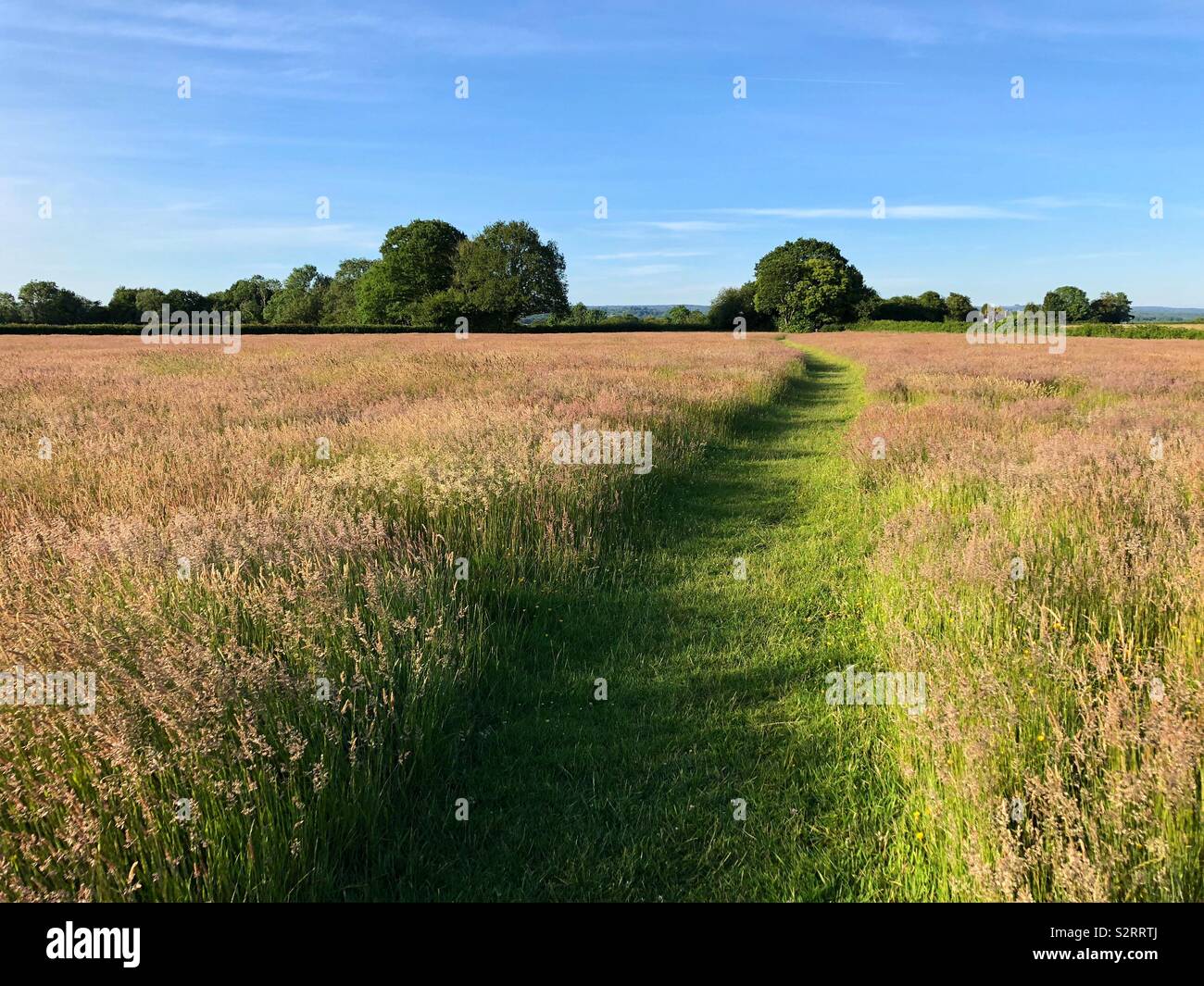 Footpath through a field of grass in the countryside near Scaynes Hill on the border between West and East Sussex, south of  England. - Smartphone Captured Stock Image
