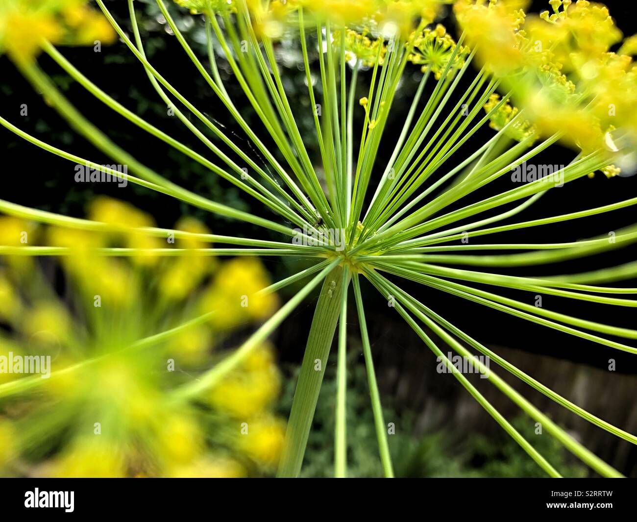 Closeup of dill flower in the garden. A herb in the celery family Apiaceae. Stock Photo