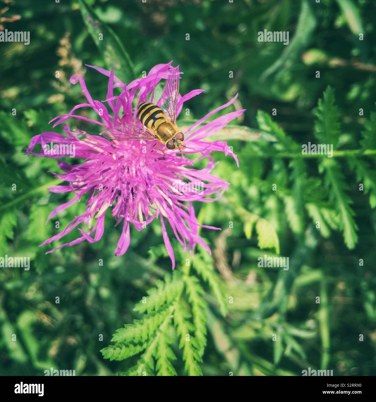 On greater knapweed hi-res stock photography and images - Alamy