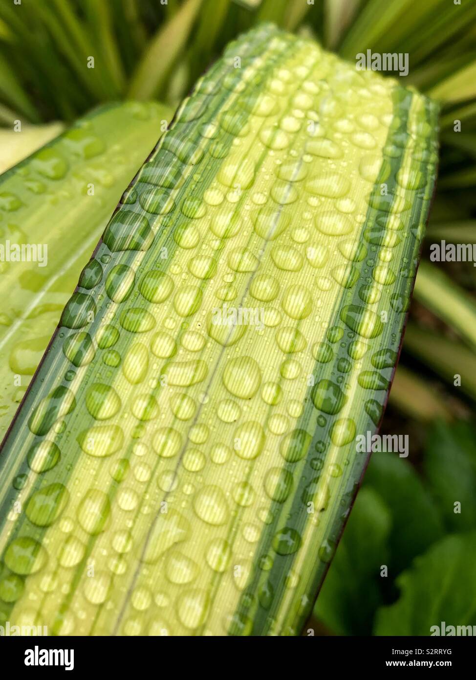 Closeup details of a Phormium ‘Yellow Wave’ plant with raindrops on the leaf. - Smartphone Captured Stock Image