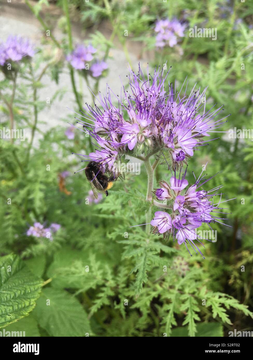 Purple Tansy and bee - Smartphone Captured Stock Image