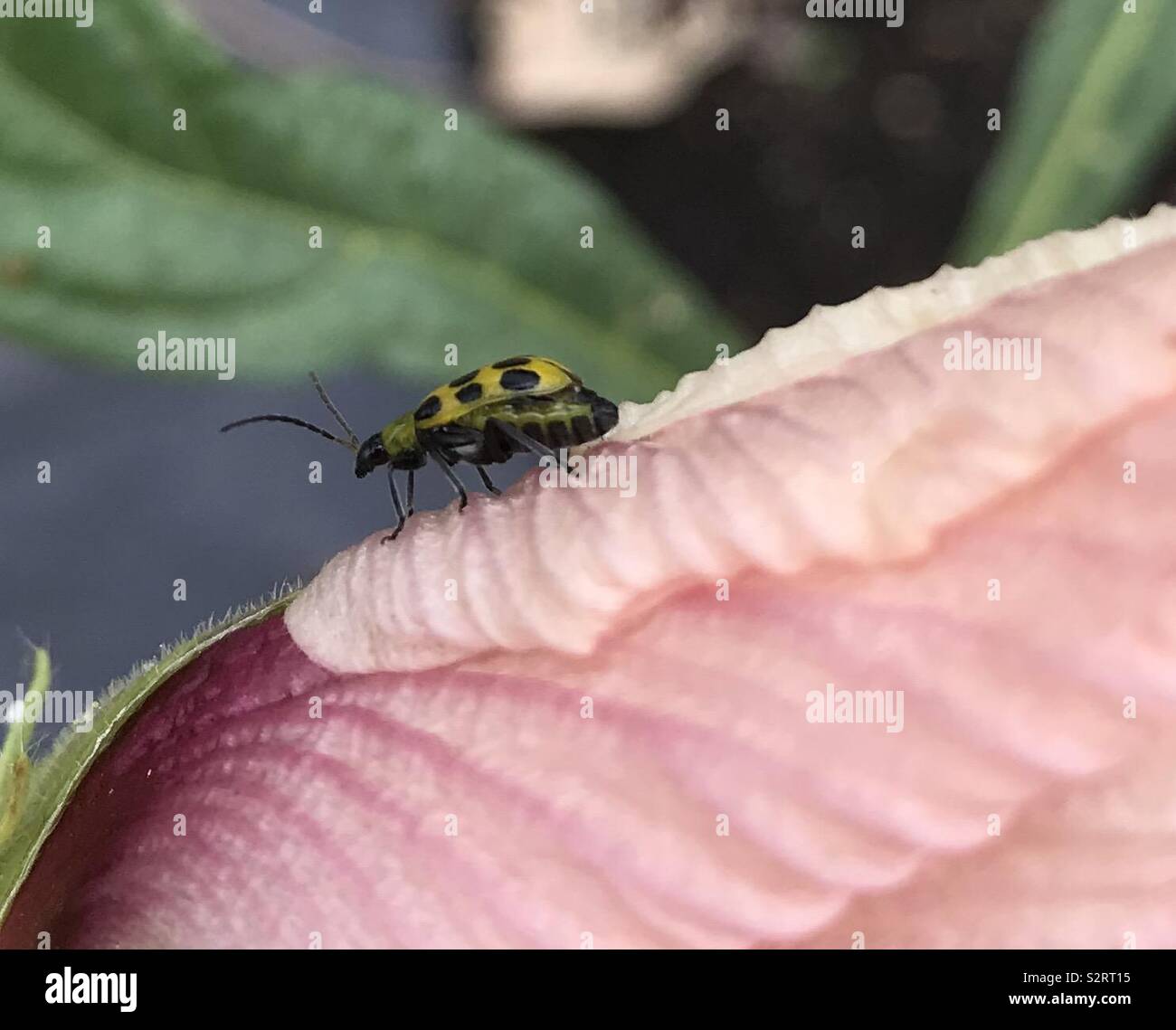 Spotted Cucumber Beetle Stock Photo