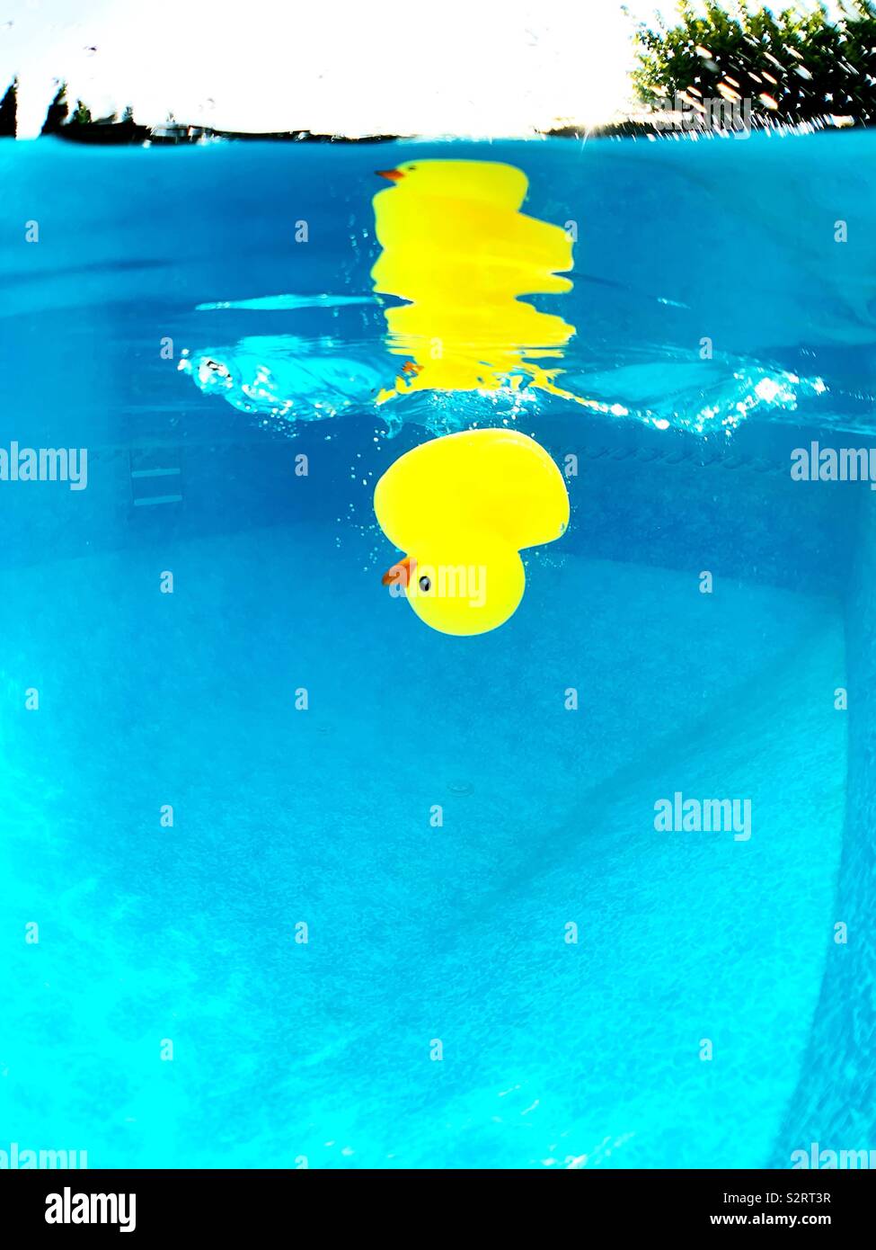 Underwater upside down yellow rubber ducky in outdoor swimming pool. - Smartphone Captured Stock Image