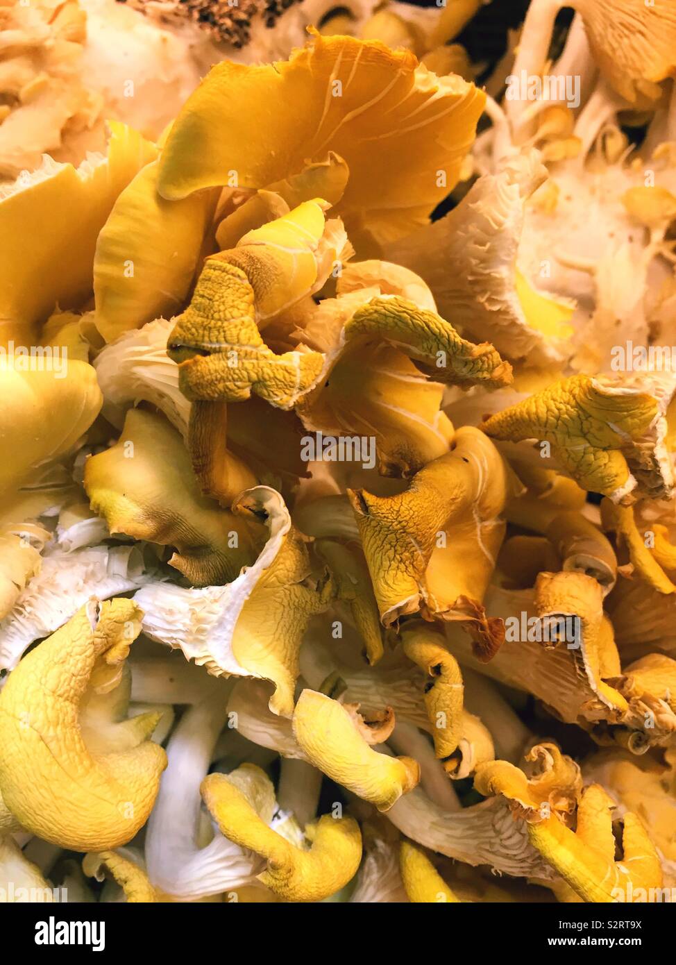 Yellow oyster mushrooms Stock Photo Alamy
