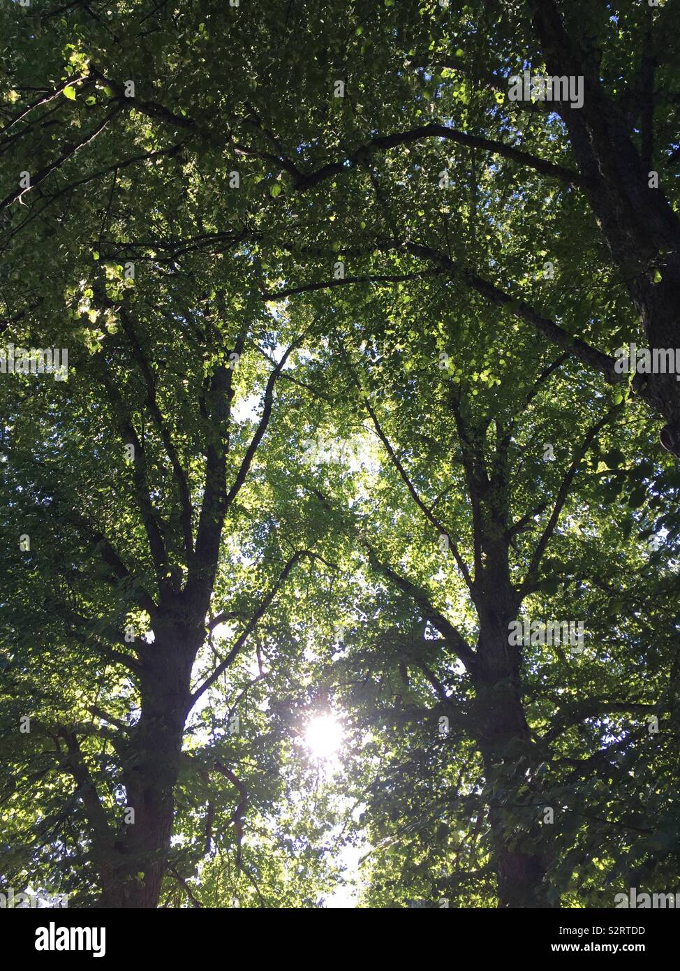 Lime tree (Tilia cordata) flowering. Stock Photo