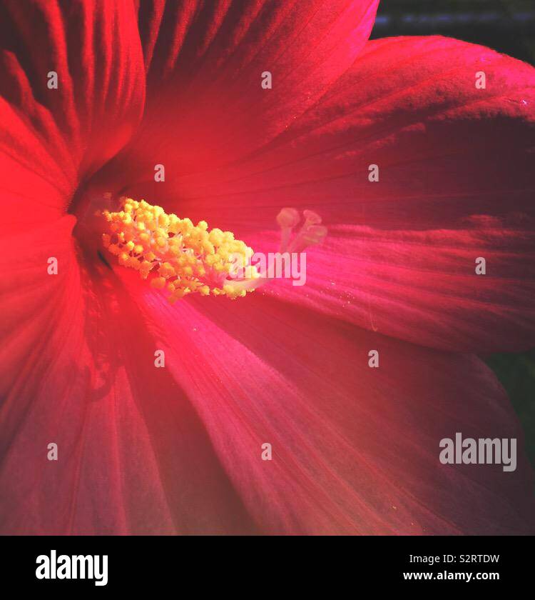 A close-up of a hibiscus with the sun lighting the center (2) - Smartphone Captured Stock Image