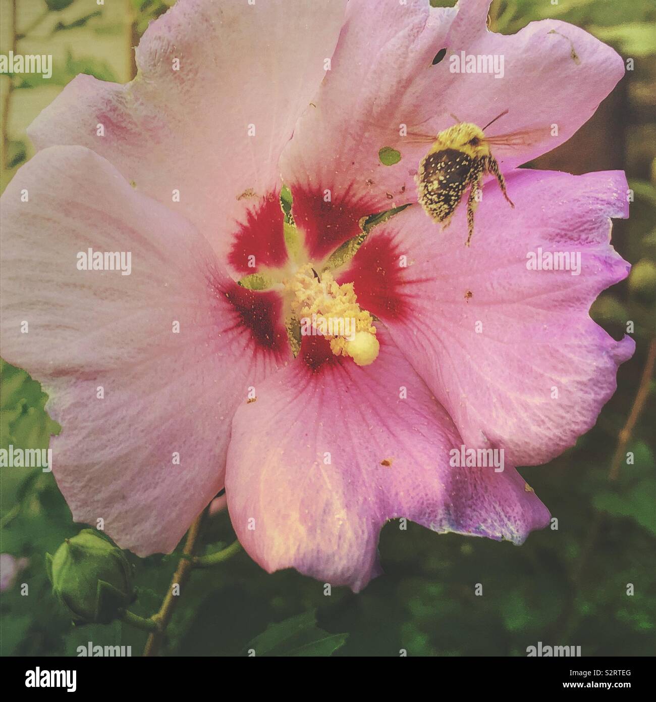 A pollen covered bee flying into a rose of Sharon. - Smartphone Captured Stock Image