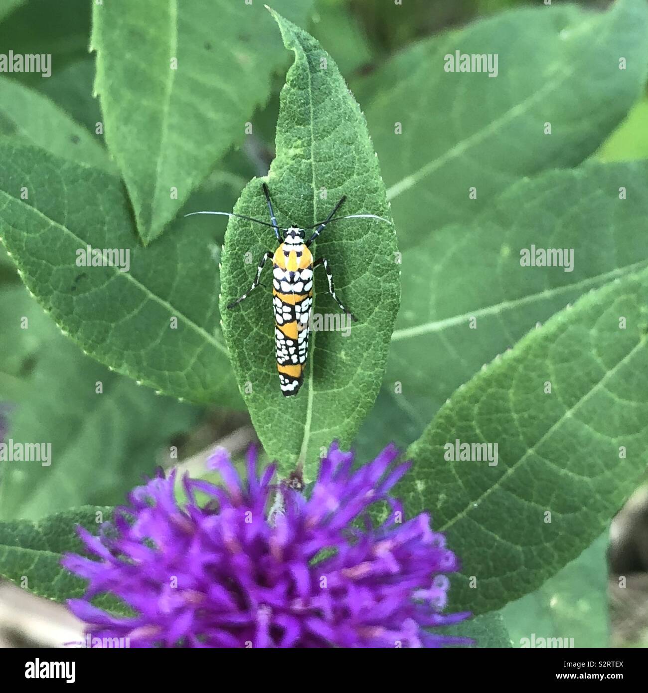 An ailanthus webworm moth on a leaf. - Smartphone Captured Stock Image