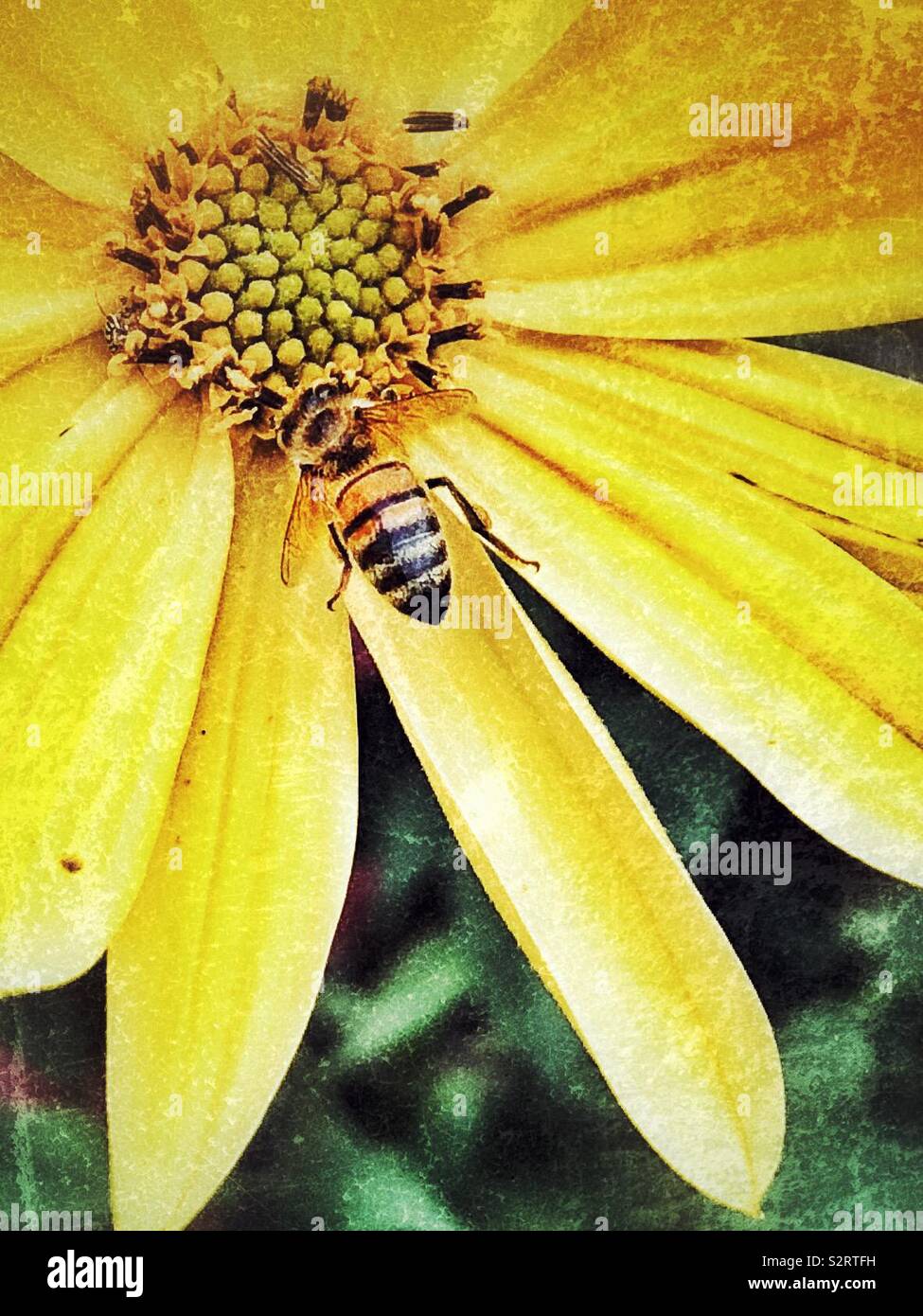 A bee on a sawtooth sunflower with a grunge effect. Stock Photo