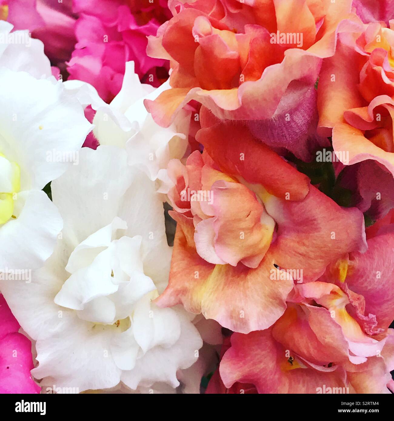 A myriad of pastel colours from the snapdragons in my garden Stock Photo