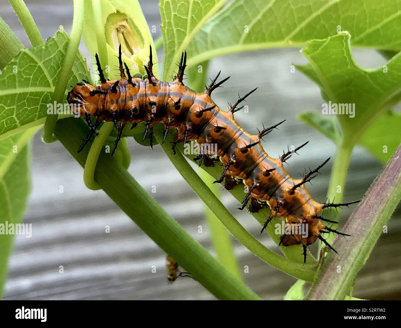 Gulf fritillary caterpillar on a passionflower plant Stock Photo Alamy