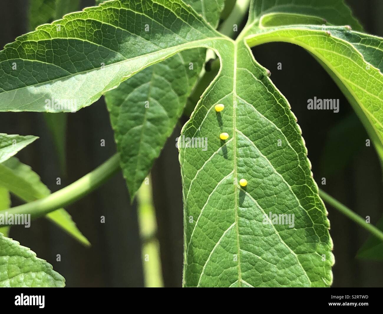 Gulf fritillary butterfly eggs on a passionflower plant Stock Photo