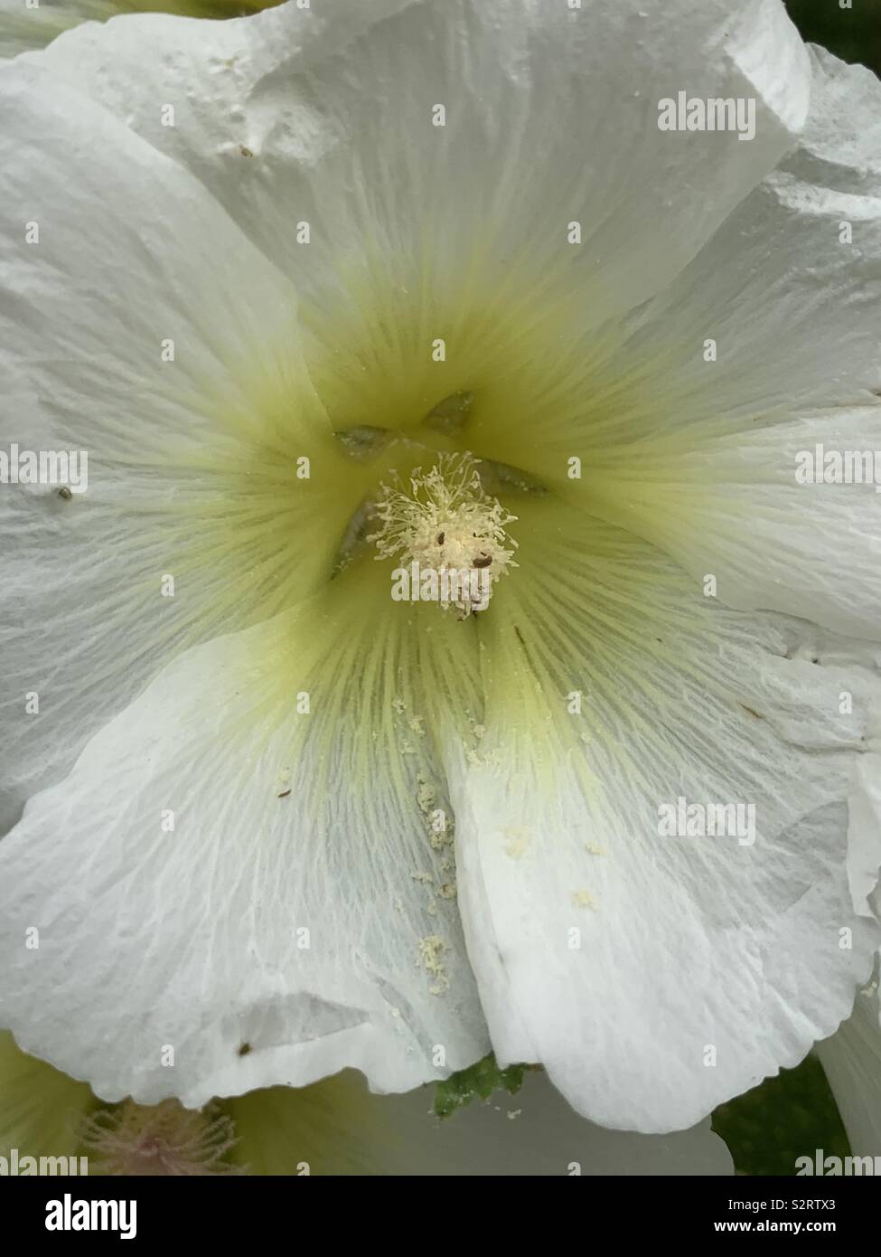 Althaea or hollyhock white flower cottage garden plant. - Smartphone Captured Stock Image