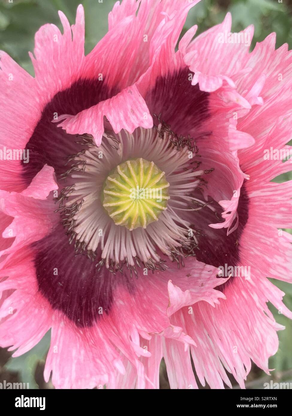 Papaver orientale or oriental poppy garden plant for early summer flowering. Stock Photo