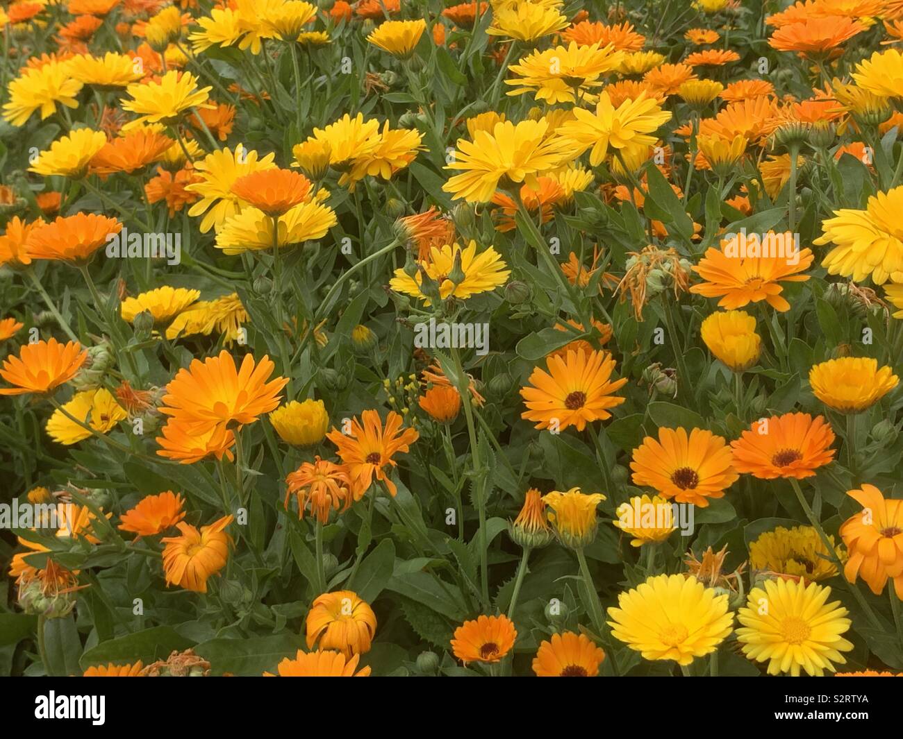 Large group of Calendula or pot marigold flowering in the garden in summer. This annual is easy to grow. - Smartphone Captured Stock Image