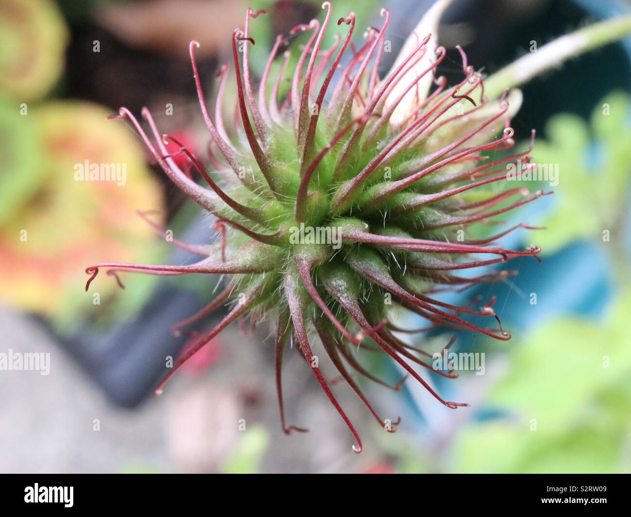 Seed pod on the wind - Smartphone Captured Stock Image