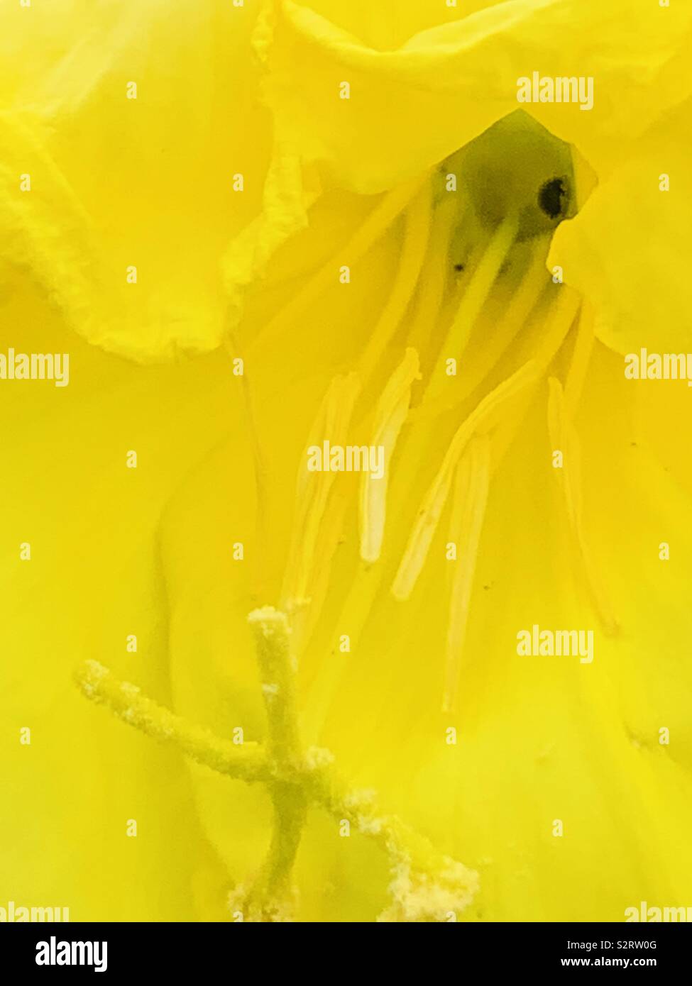 Close up Evening Primrose yellow flower or Oenothera. Stock Photo