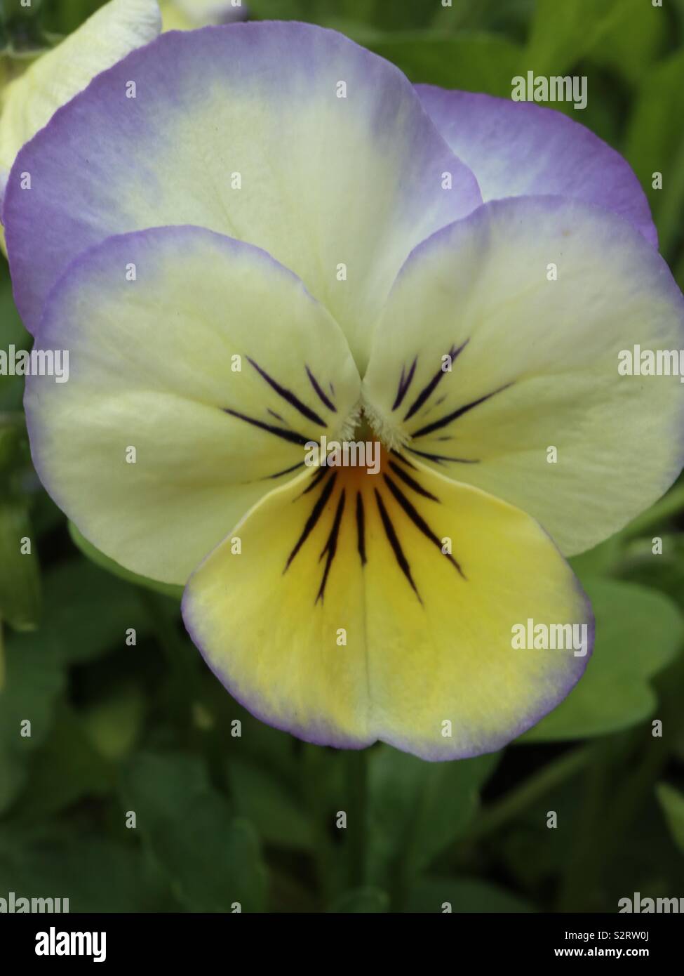 violet viola - Smartphone Captured Stock Image
