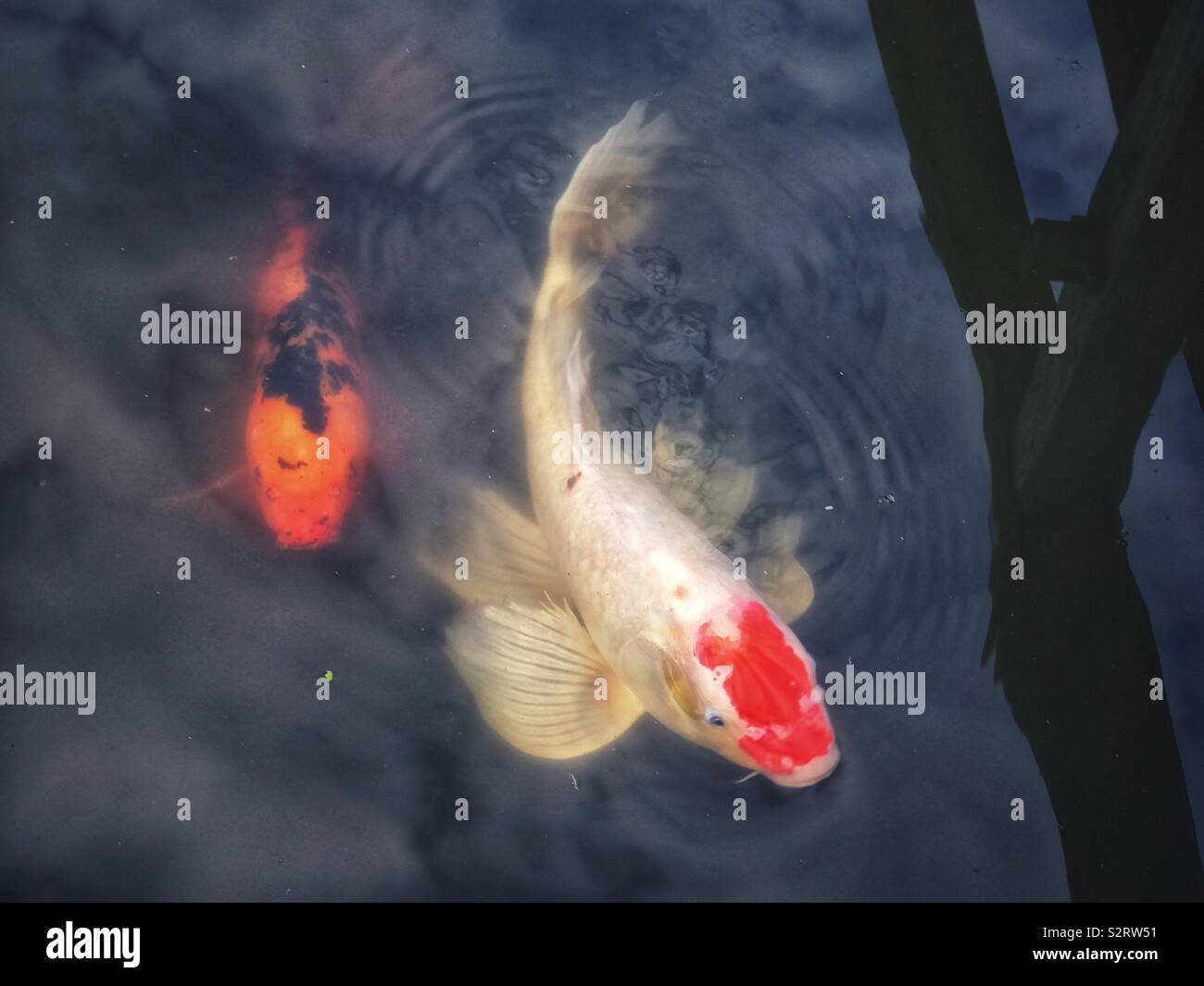 Koi fish from Japanese Gardens at the Arboretum in Seattle, WA - Smartphone Captured Stock Image