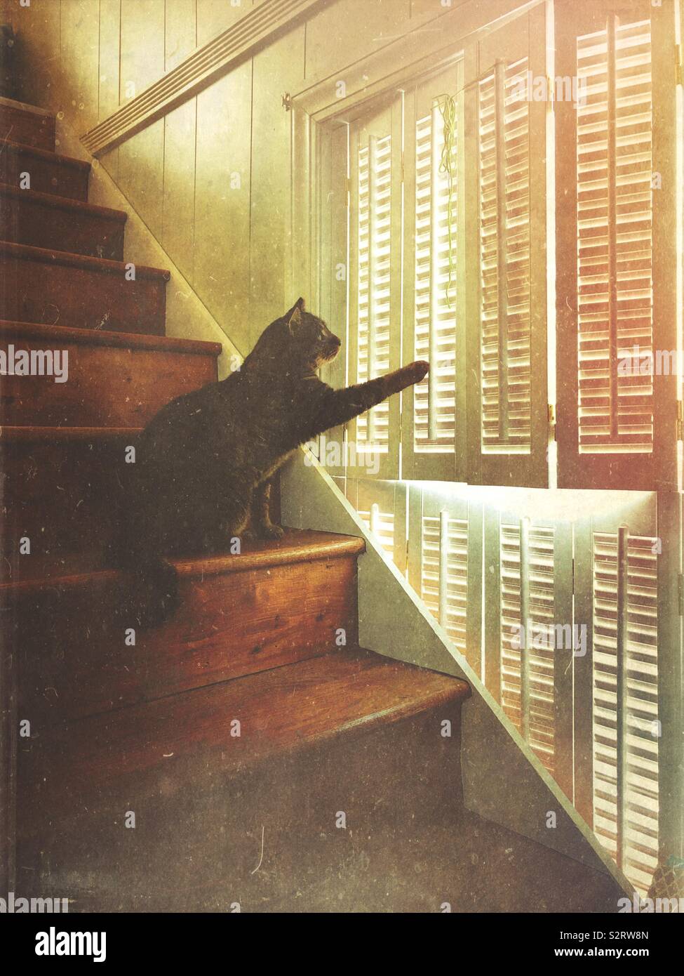 A cat, sitting on a step, is reaching out his paw to open a shutter.  This is his spot to look out the window and dream of hunting his prey. A Mextures filter was used. - Smartphone Captured Stock Image