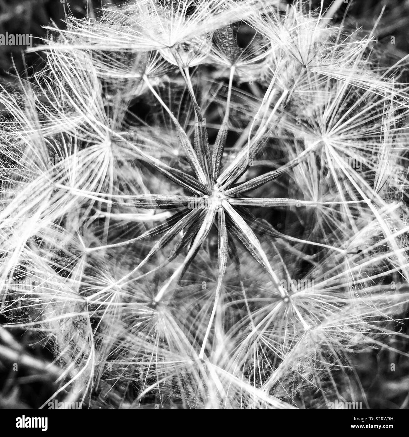 Flower seeds Black and White Stock Photos & Images - Alamy