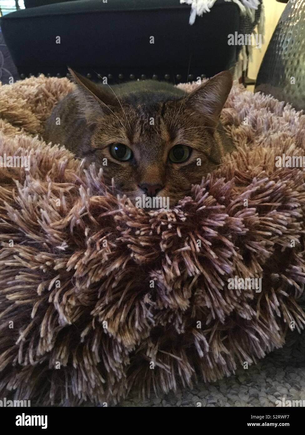 Cat face in fluffy blanket Stock Photo Alamy
