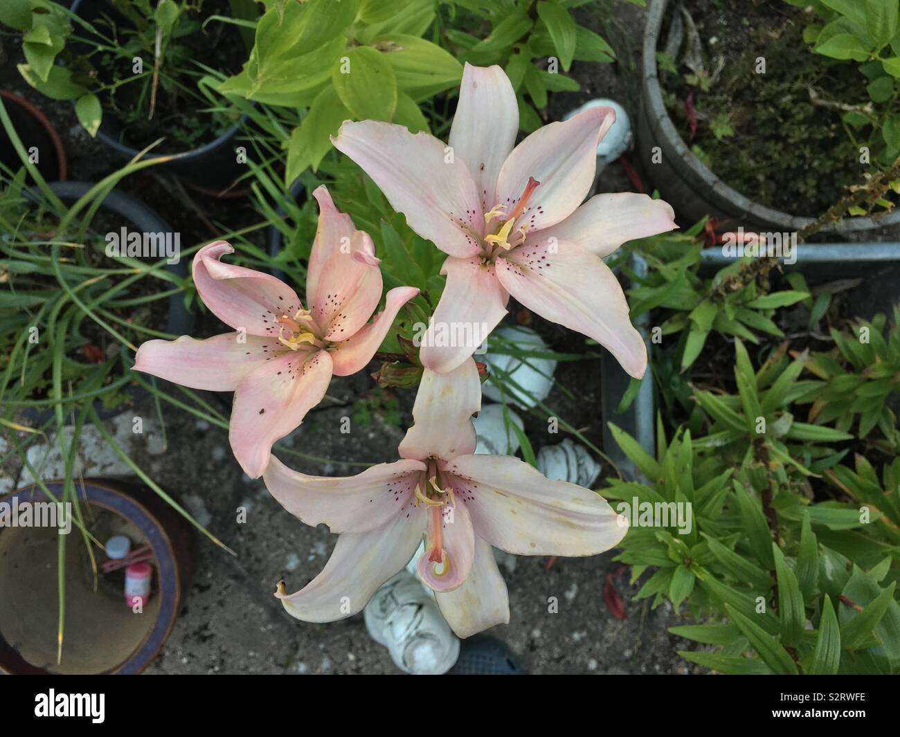 Light pink lilies from above Stock Photo
