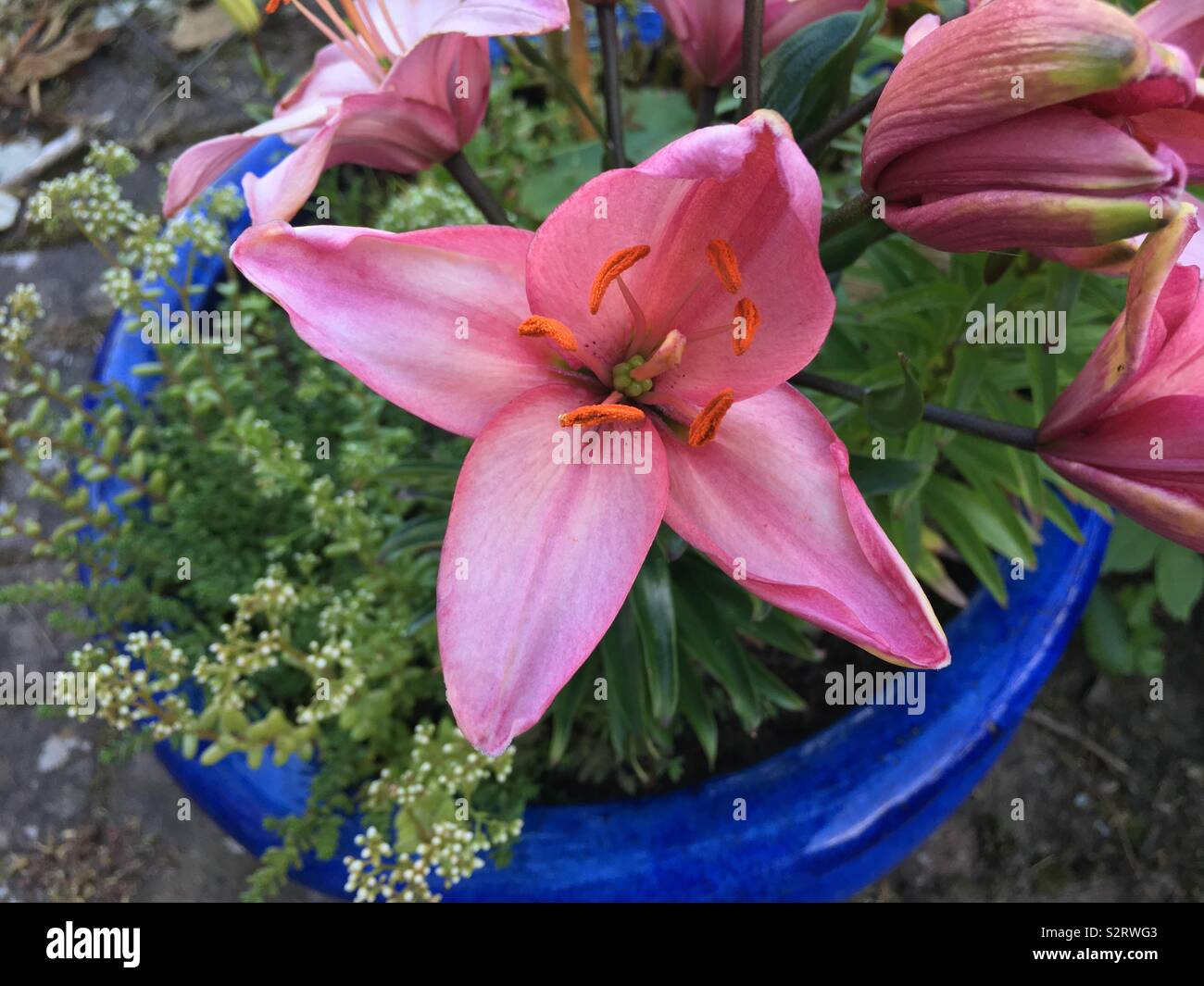 Potted pink lilies from above Stock Photo Alamy