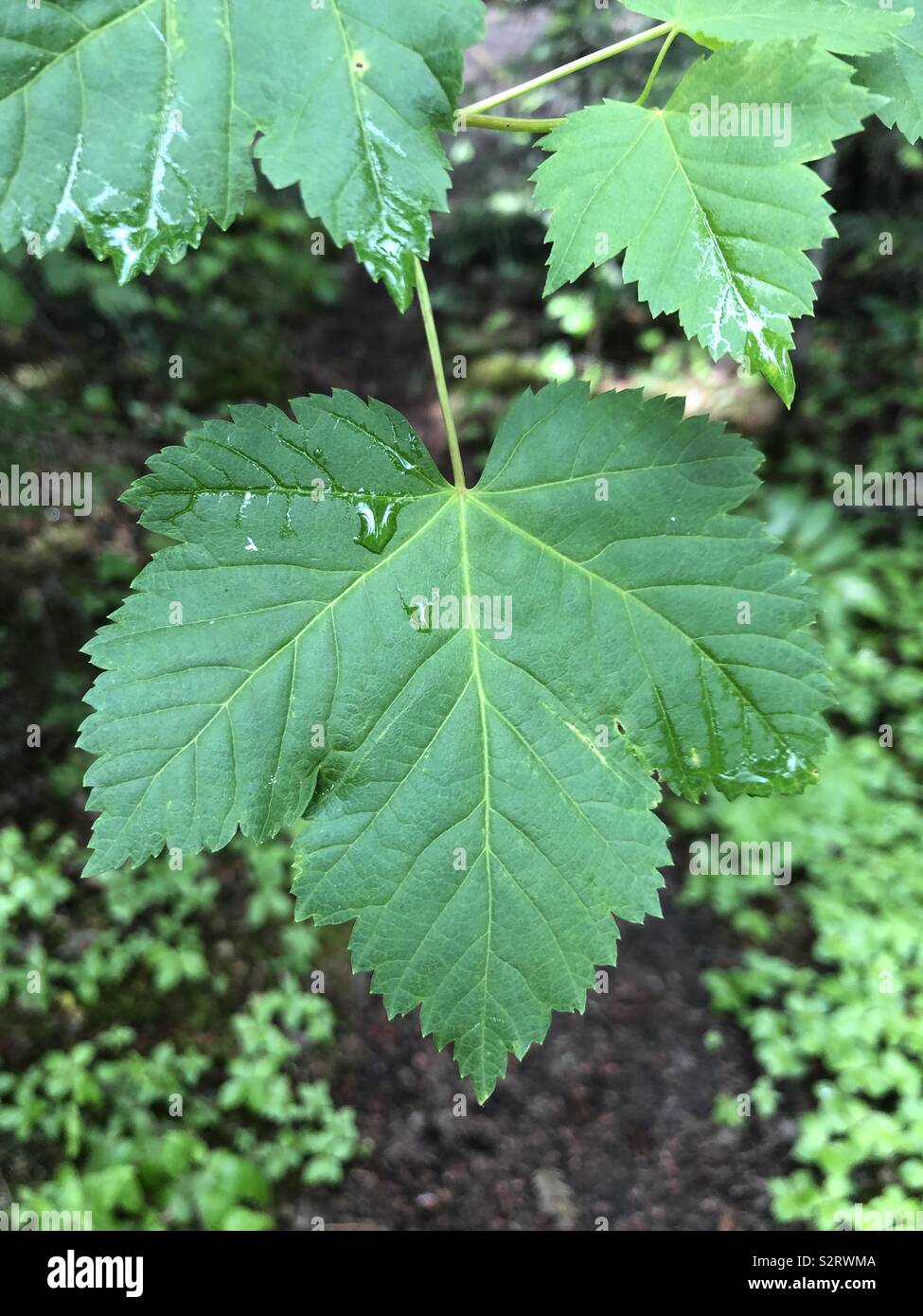 Green maple leafs on background of clover. Stock Photo