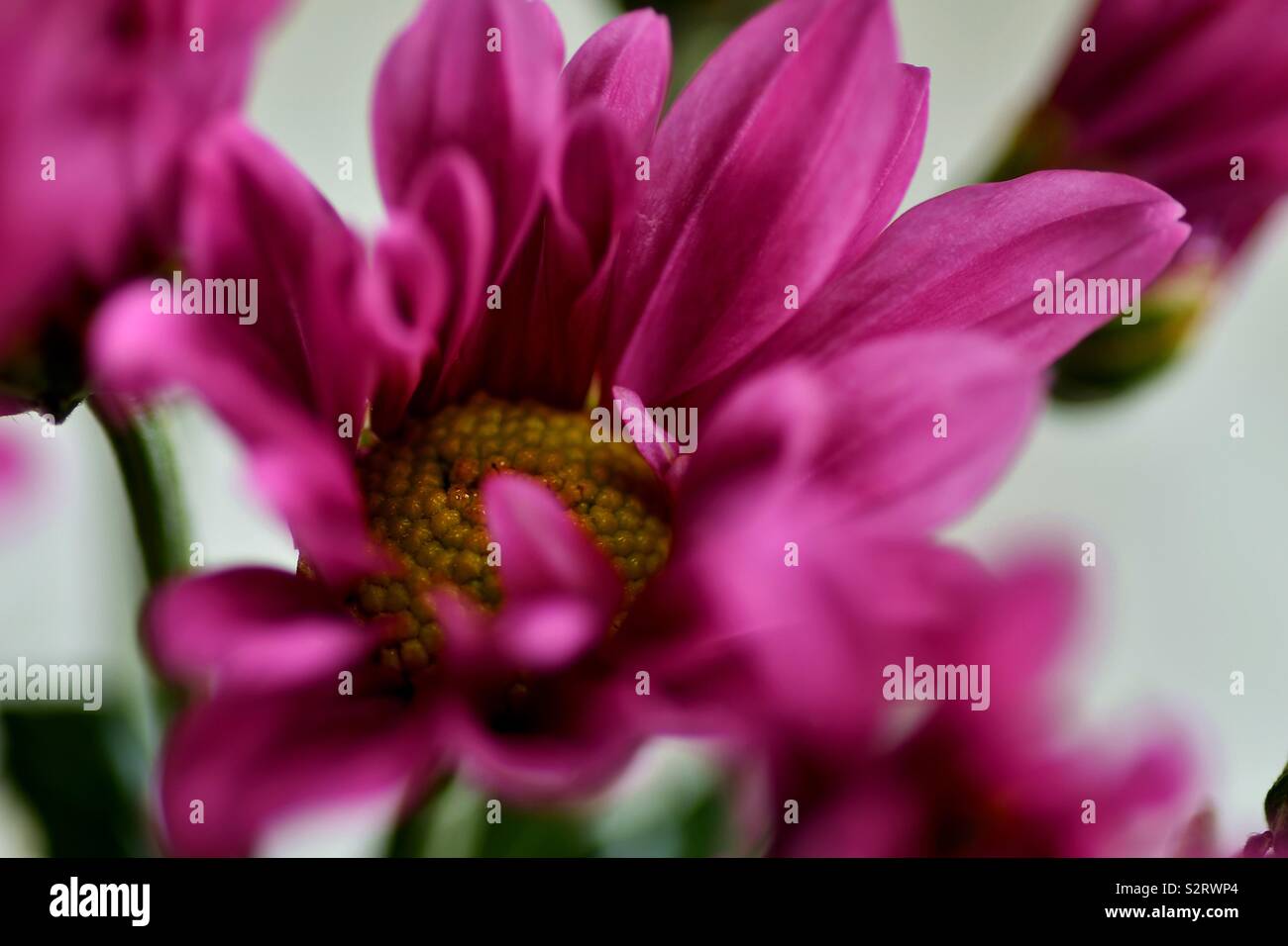 Close up macro photograph of purple flowers on a white background. Stock Photo