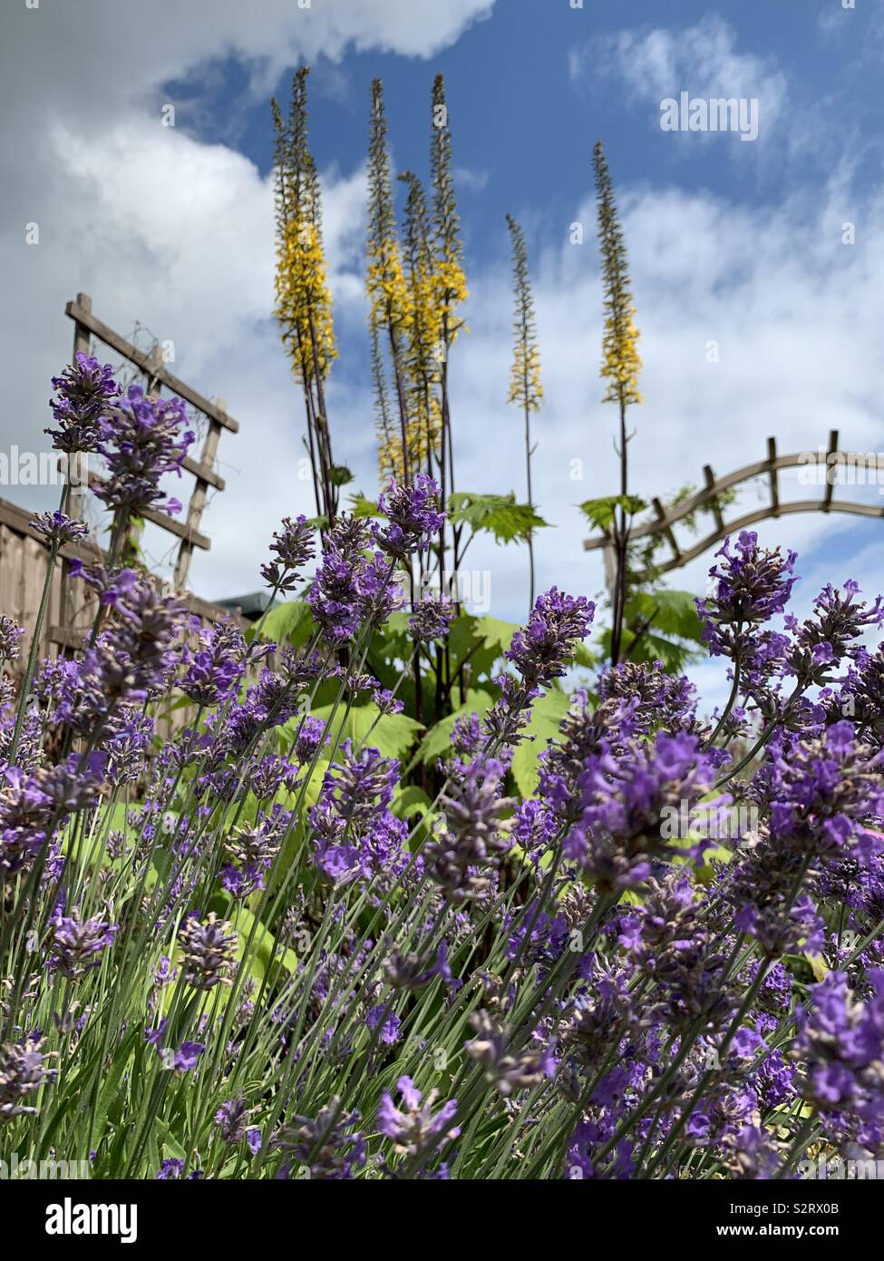 Garden flowers against a blue sky - Smartphone Captured Stock Image