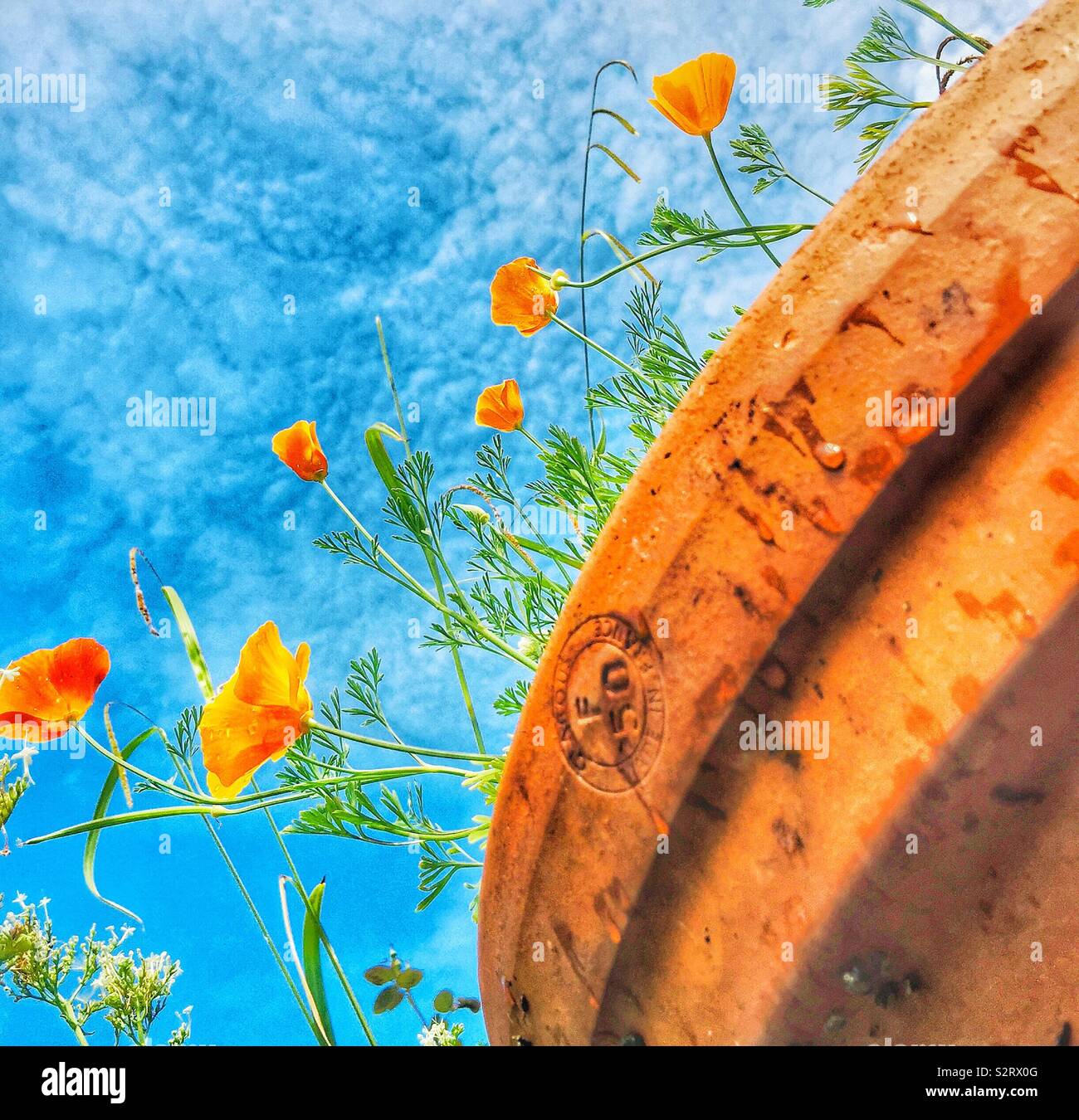 Poppies in a terra cotta plant pot. - Smartphone Captured Stock Image