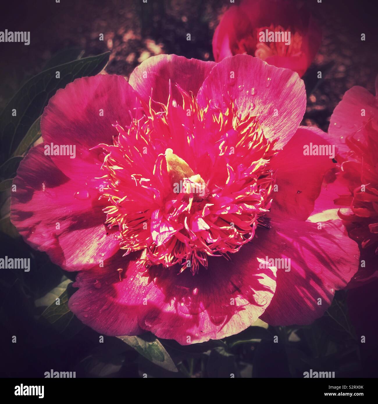Red peony flower Stock Photo Alamy