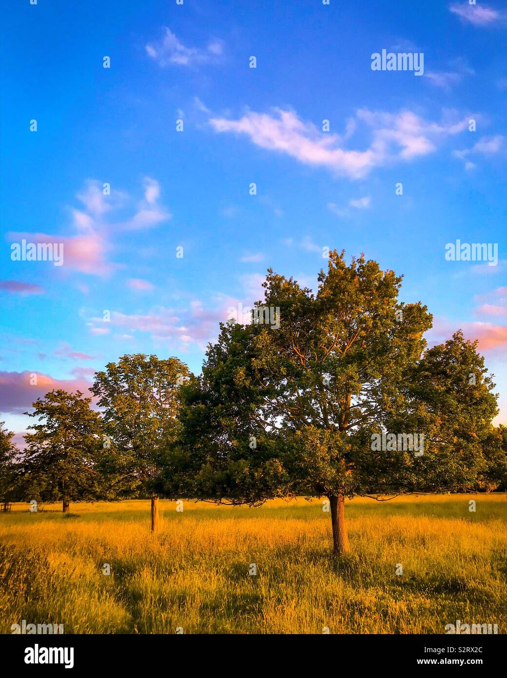 Three trees in parkland in summer with blue sky and clouds above - Smartphone Captured Stock Image