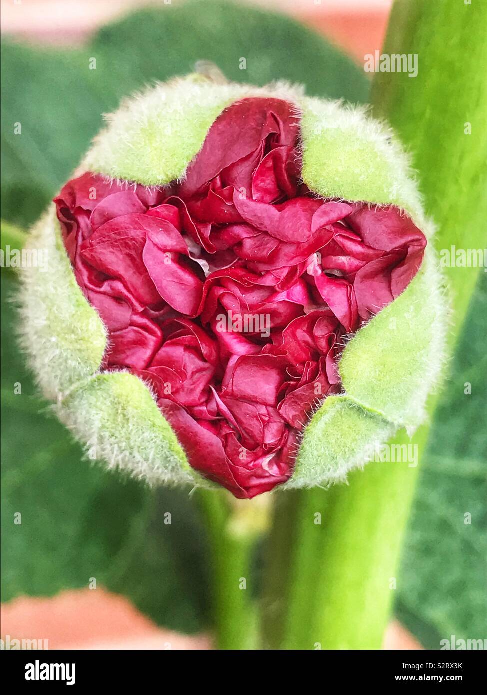 A Hollyhock flower opening up Stock Photo Alamy