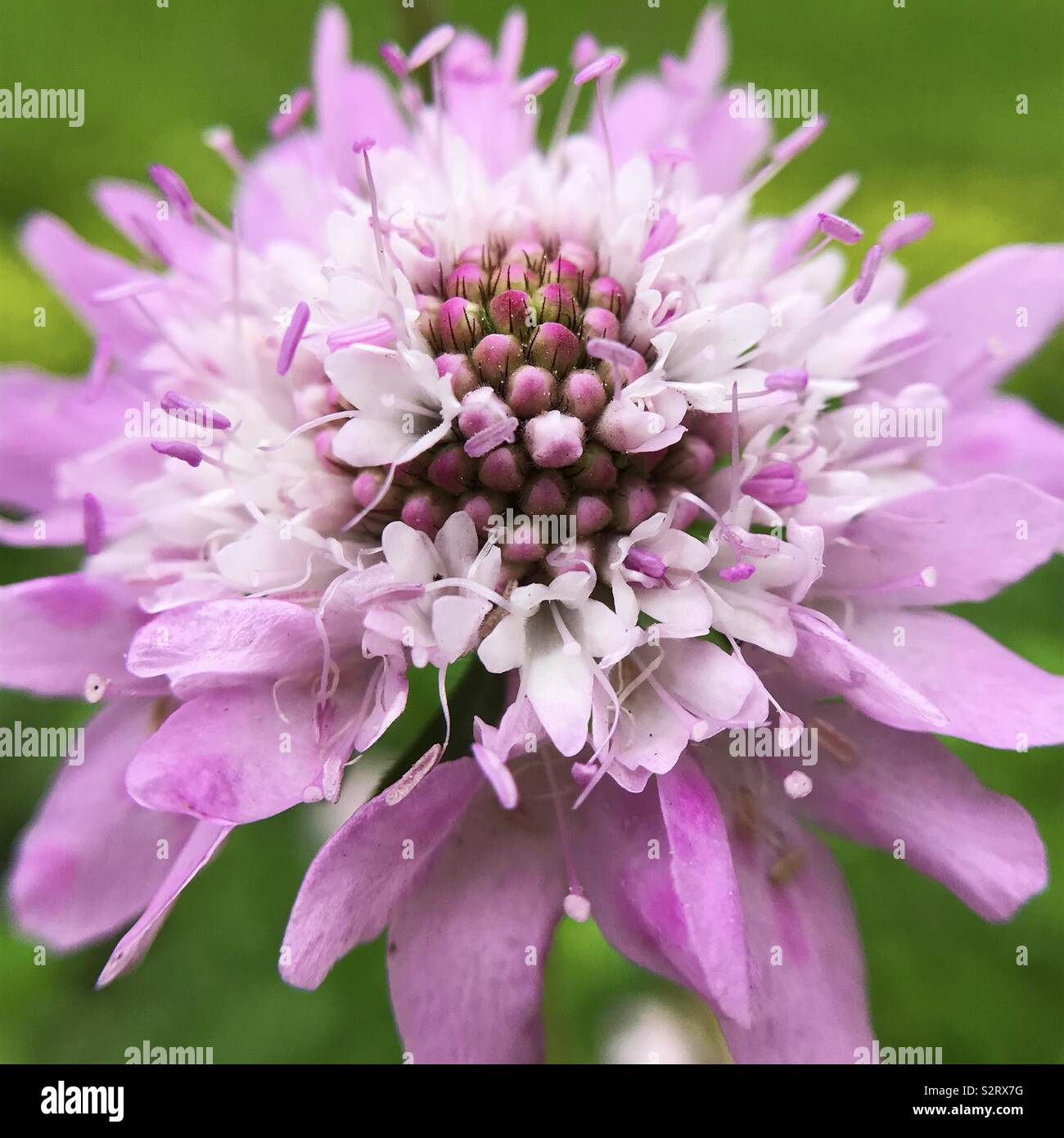 Details in pink flower - garden Stock Photo