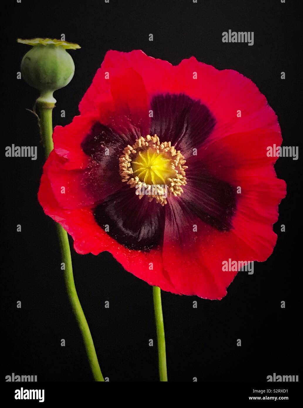 Red Poppy with a black background. - Smartphone Captured Stock Image