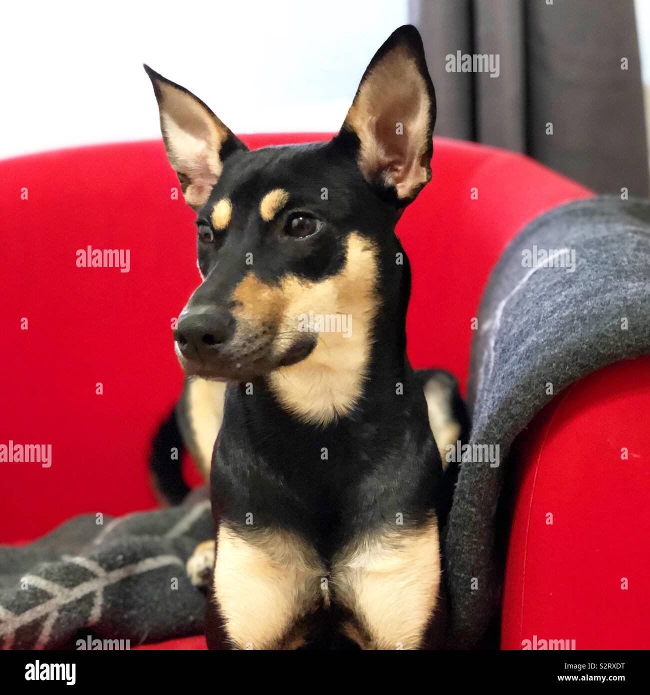 Dog sitting on couch Stock Photo Alamy