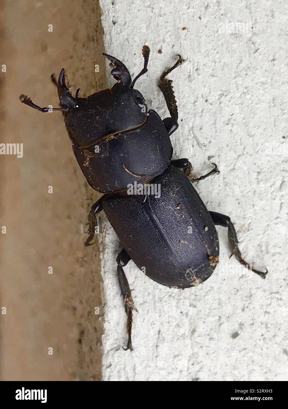 A lesser stag beetle I found crawling in my London garden in July - Smartphone Captured Stock Image