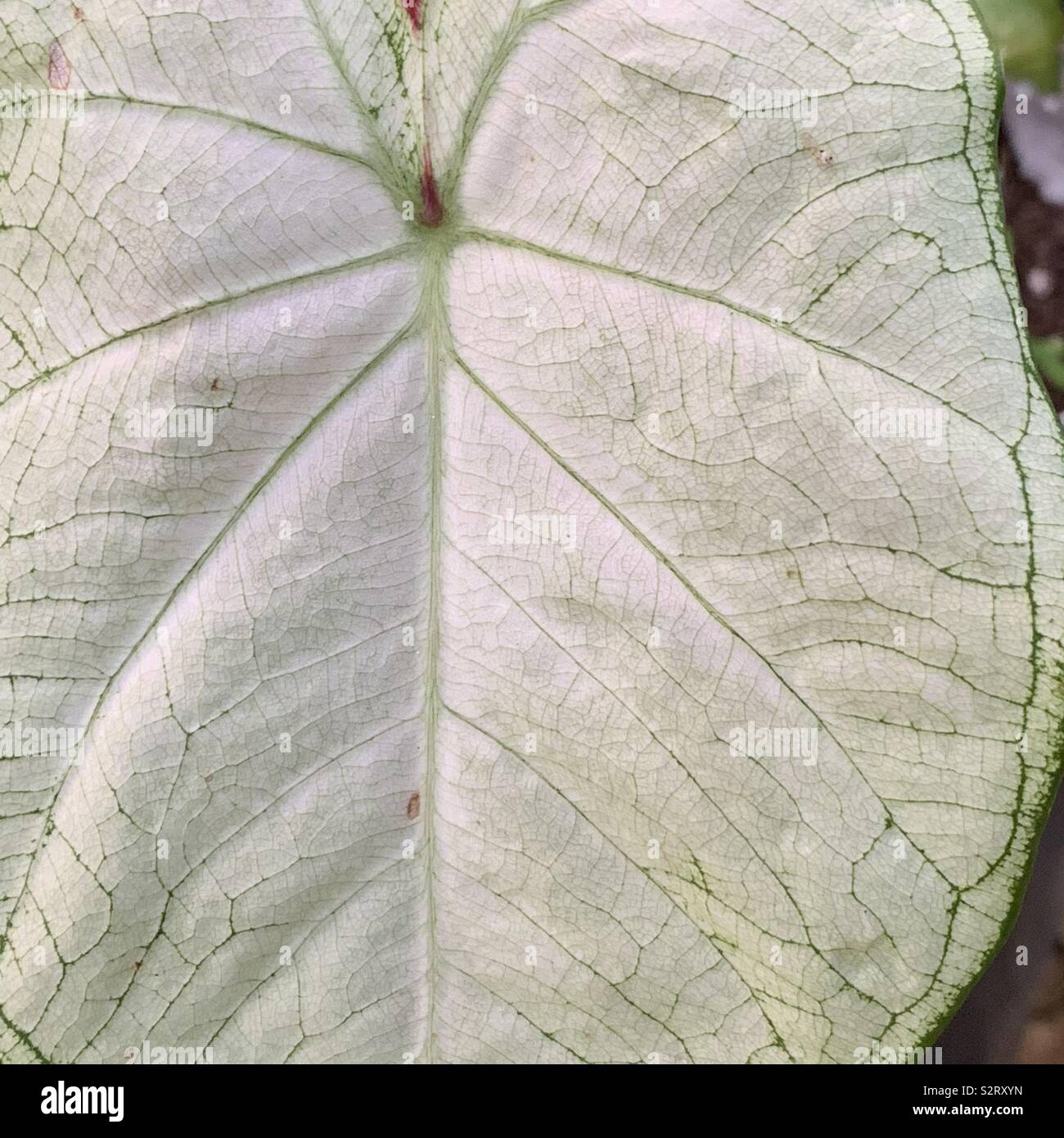 Large caladium leaf - Smartphone Captured Stock Image