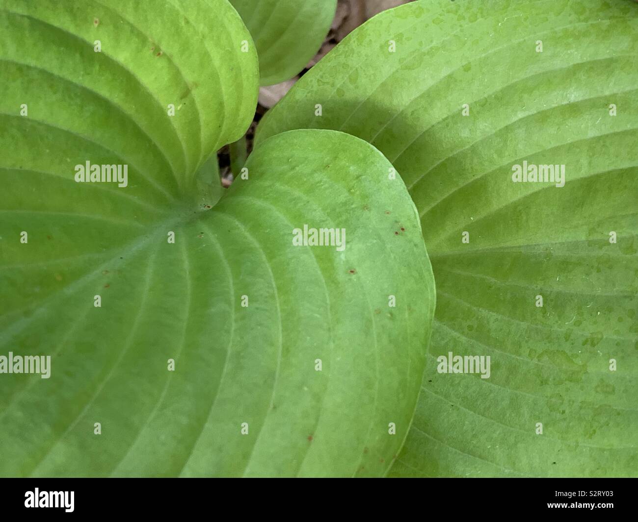 Hosta leaves - Smartphone Captured Stock Image