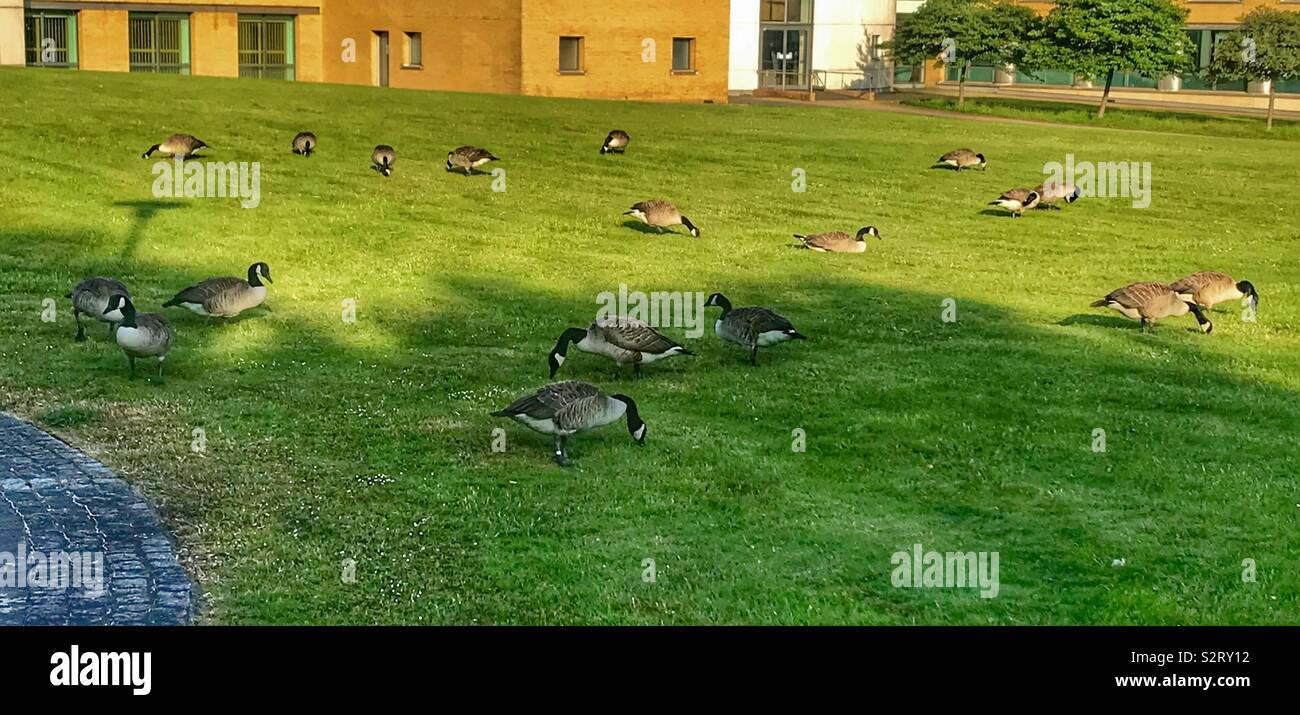 Canada geese - Smartphone Captured Stock Image