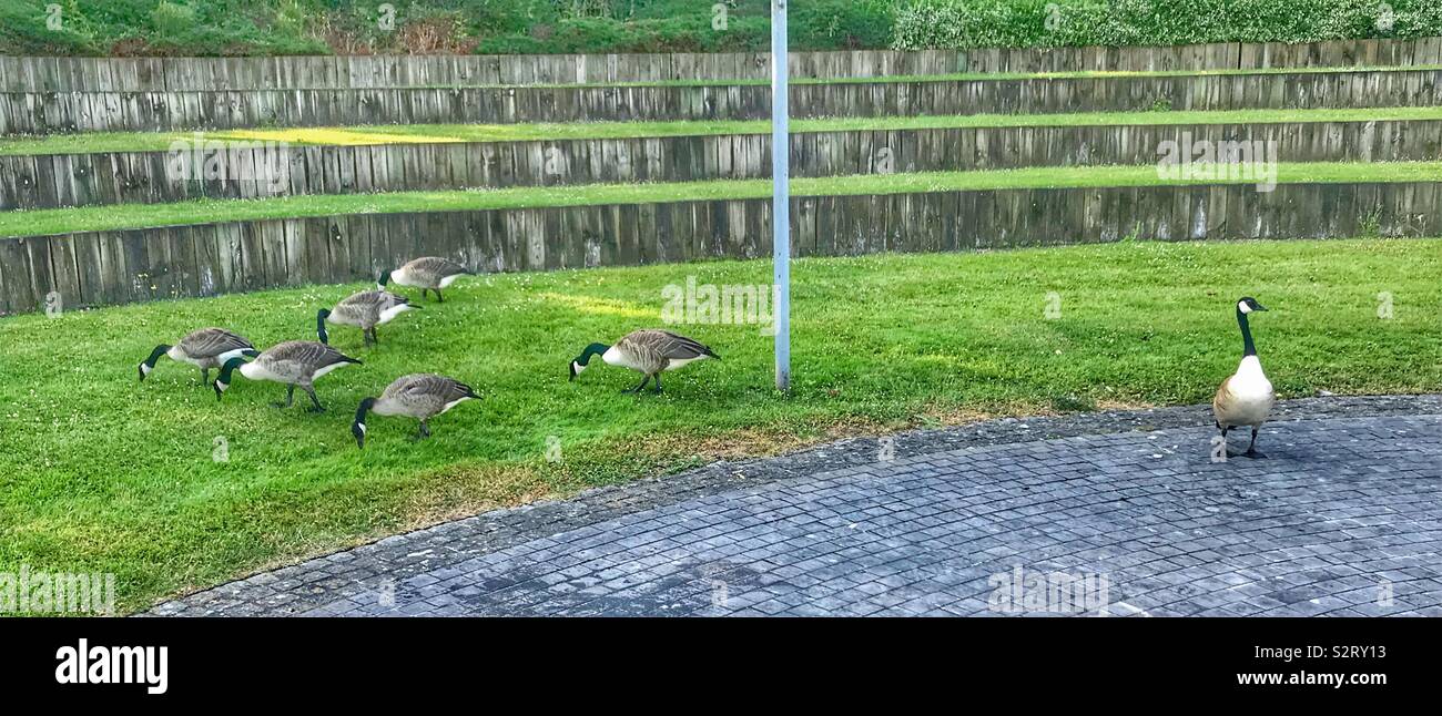 Canada geese Stock Photo
