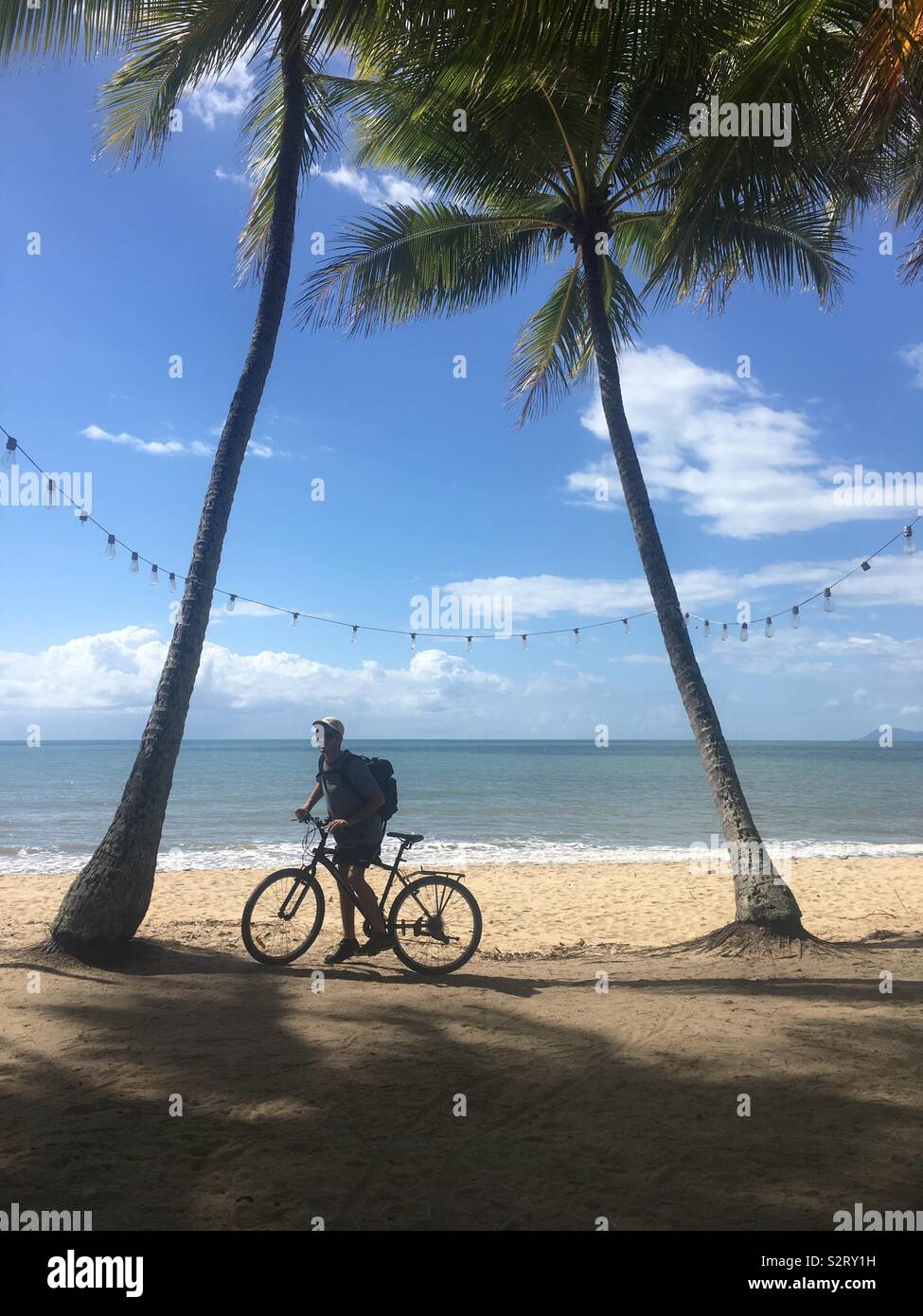 Palm trees in Palm Cove Stock Photo Alamy