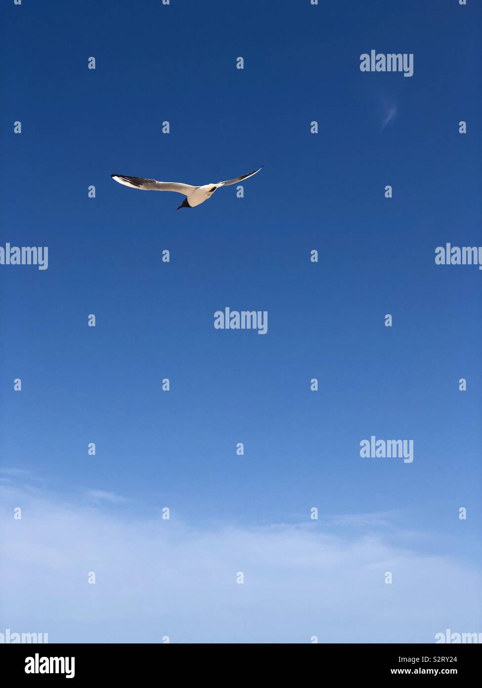 Seagull in flight against a blue sky. Stock Photo
