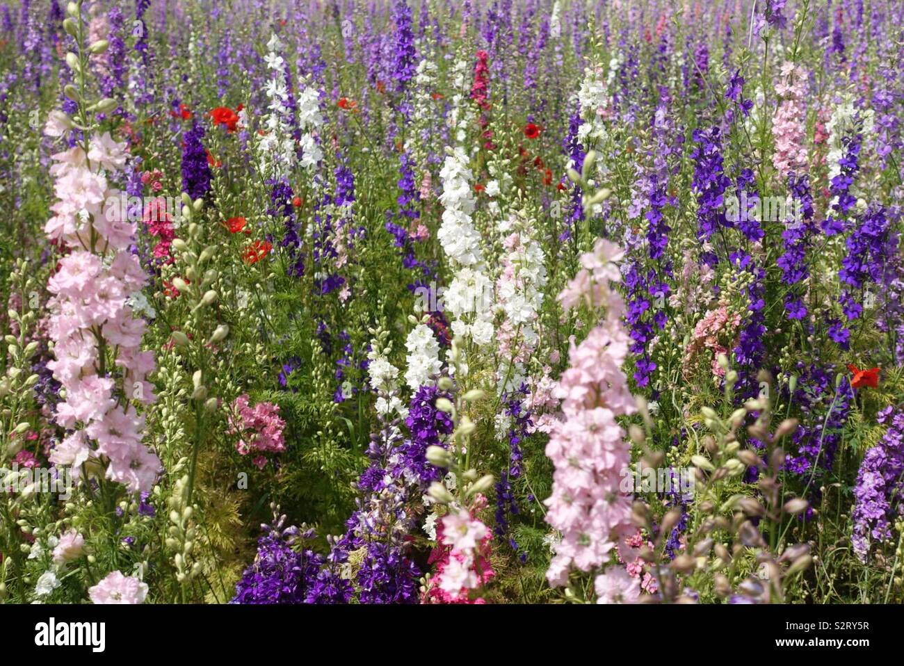 Real confetti hi-res stock photography and images - Alamy
