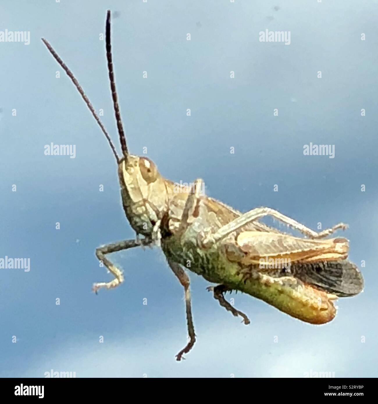 Grasshopper in flight Stock Photo