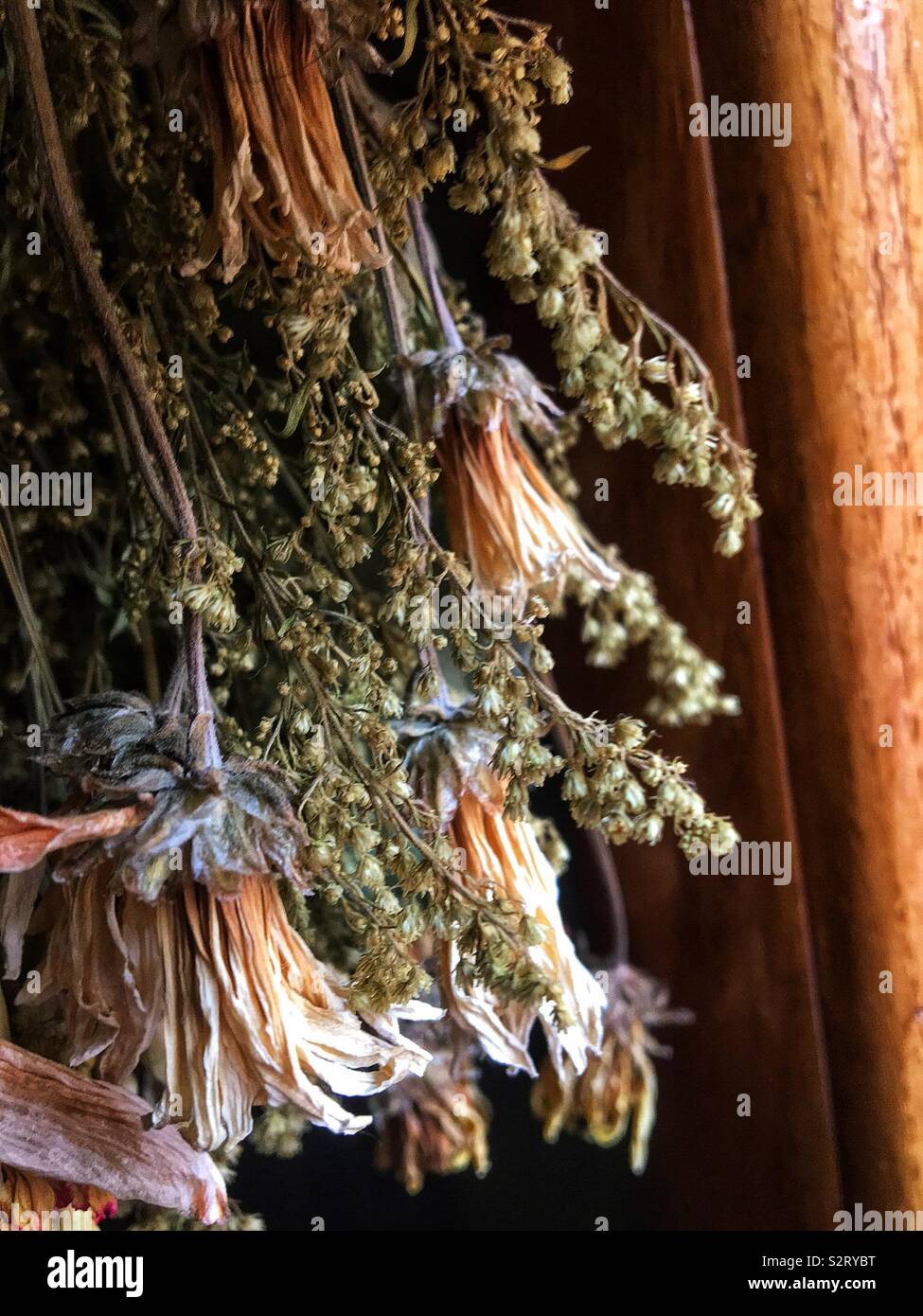 Beautiful bouquet of fresh dried flowers hanging upside down. Stock Photo
