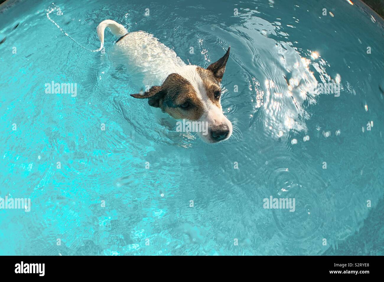 Jack Russell Terrier dog swimming in outdoor swimming pool on a sunny summer day. - Smartphone Captured Stock Image