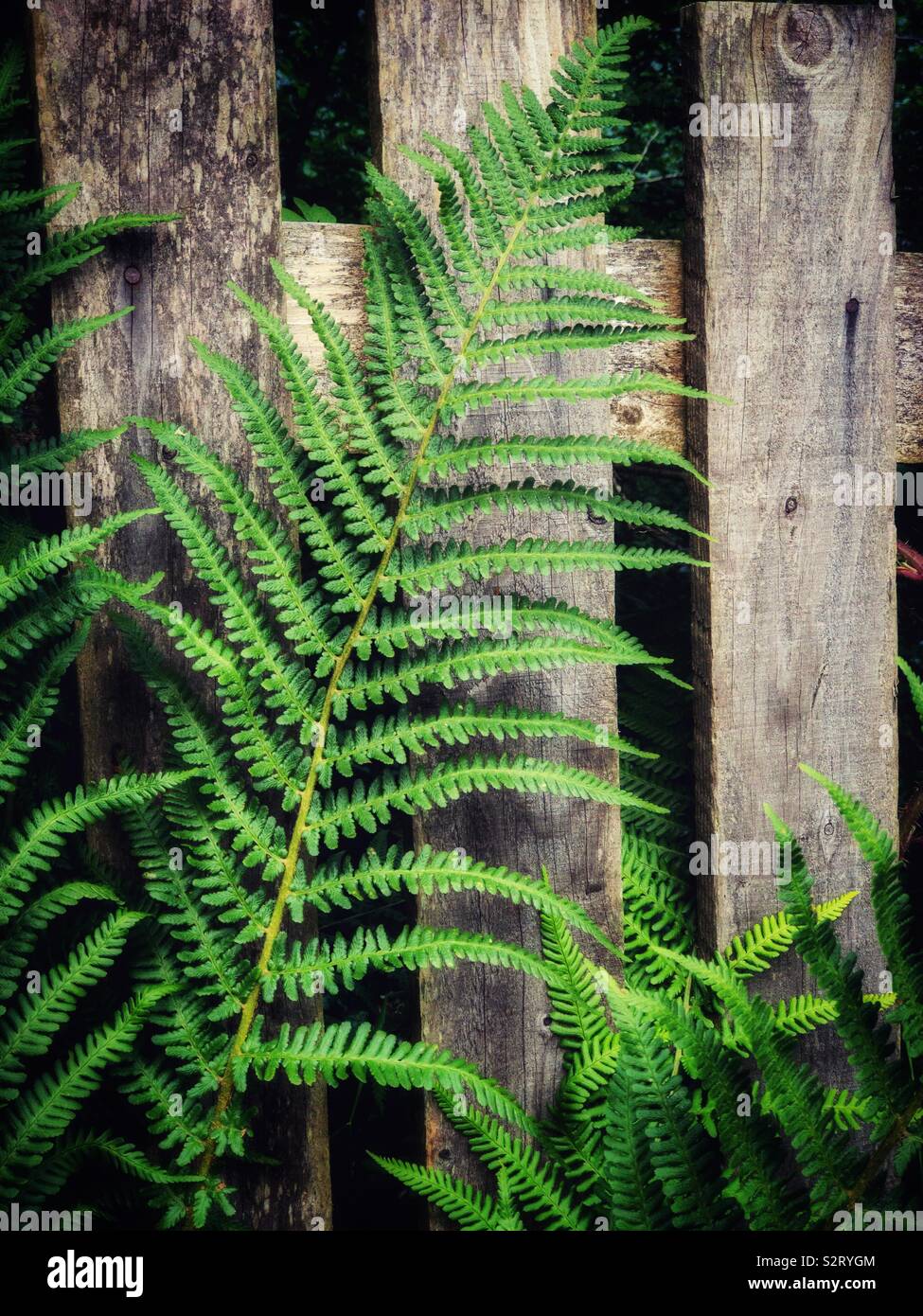 Old fence growing plants hi-res stock photography and images - Alamy
